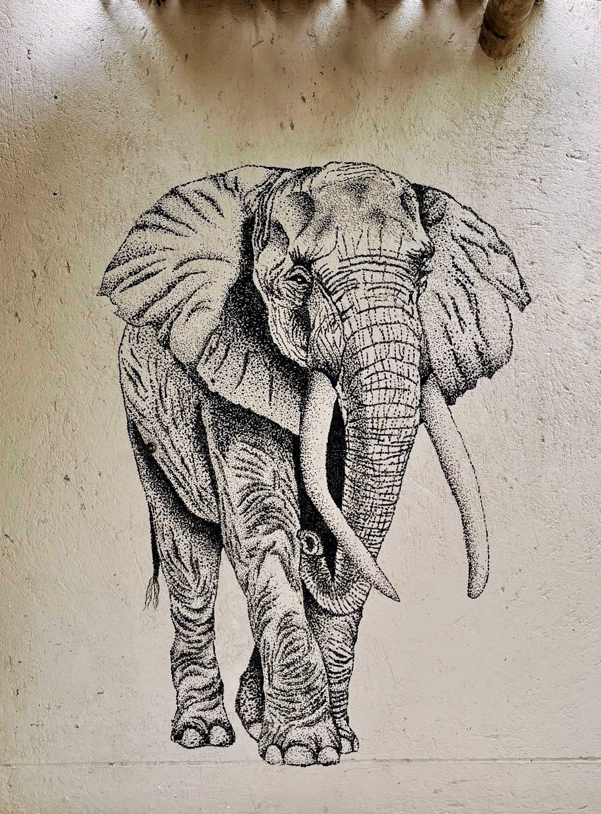 Elephant en Afrique du Sud